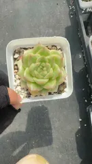 54株×ラバーティア 多肉植物 エケベリア セダム アエオニウム グラプトペタルム 韓国苗 寄せ植え XQ13