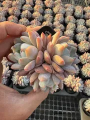 特大❣️豪華根付き韓国苗寄せ植え❣️ 韓国苗8苗セット 多肉植物 レア品種 高級品種 人気品種入ってます ラブ