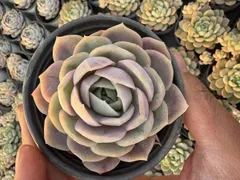 ❤️専用出品❤️ブルーサプライズ錦❤️抜き苗❤️ブルー札 2025年最新】ブルーサプライズ錦の人気アイテム - メルカリ