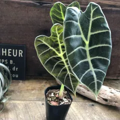 2025年最新】希少アロカシアの人気アイテム - メルカリ