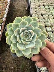 2025年最新】ローズセダムの人気アイテム - メルカリ