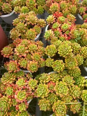 6株×ティア 多肉植物 エケベリア セダム アエオニウム グラプトペタルム 韓国苗 寄せ植え ZAN34