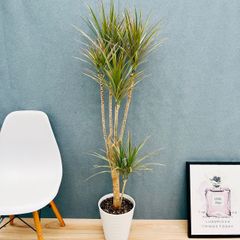 ［現品］17番　ドラセナ　コンシンネ　レインボー　8号　観葉植物　室内　おしゃれ 1.jpg?1519808661