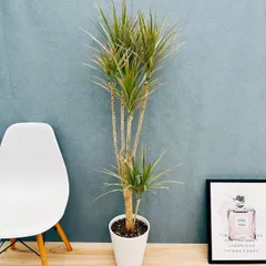 2025年最新】ドラセナ コンシンネの人気アイテム - メルカリ