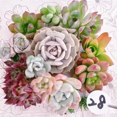 28 多肉植物寄せ植えセット