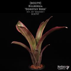 Billbergia 'Kolan man'〔ビルベルギア〕B0287 Billbergia 'Kolan man'〔ビルベルギア〕B0287 Amazon.co.jp