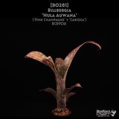 送料無料】Billbergia 'Catalyst'〔ビルベルギア〕現品発送B304