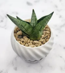 ☆S-14 超稀少 サンスベリア スノーホワイト 斑入り メルカリ発送 ☆S-14 超稀少 サンスベリア スノーホワイト 斑入り メルカリ発送 ☆S