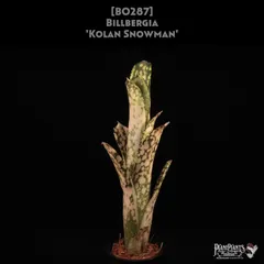 2025年最新】タンクブロメリア ビルベルギアの人気アイテム - メルカリ