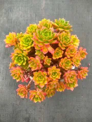 6株×ティア 多肉植物 エケベリア セダム アエオニウム グラプトペタルム 韓国苗 寄せ植え ZX9