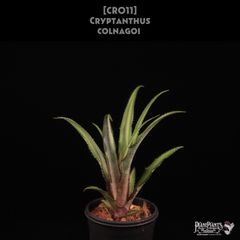 xHohenmea 'Dennis Delight'〔ホヘンメア〕H216 Hohenmea Dennis