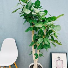 現品］85番 ドラセナ コンシンネ レインボー 観葉植物 室内 8号 プラ鉢