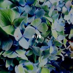 パンパスグラスのフライングリース〗紫陽花 ホワイトインテリア ドライ