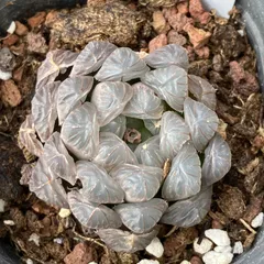 【送料込】ハオルチア　韓国苗　ドドソンオブツーサ　多肉植物｜ポコ多肉 p_2054