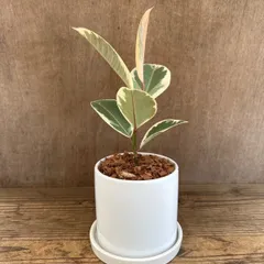 2025年最新】フィカス ティネケの人気アイテム - メルカリ