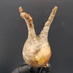 グラキリス ベアルート 現地球 ファイナルラストサマーセール品_15 グラキリス ベアルート 現地球 ファイナルラストサマーセール品_