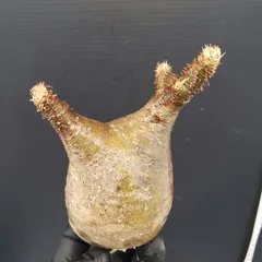 グラキリス ベアルート 現地球 ファイナルラストサマーセール品_14 パキポディウム グラキリス 2.5号 現地球 ベアルート 塊根植物