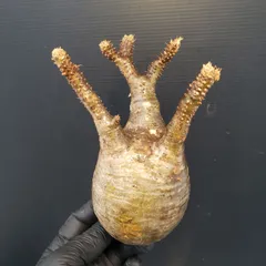 パキポディウム グラキリス　MLサイズ　【現地球】 発根済 ベアルート株 パキポディウムグラキリス グラキリス 発根済み ピンポン玉