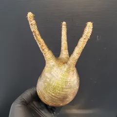 パキポディウム グラキリス　MLサイズ　【現地球】 発根済 ベアルート株 パキポディウムグラキリス グラキリス 発根済み ピンポン玉