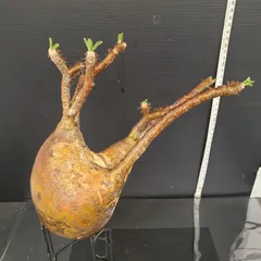 2025年最新】グラキリス ベアルートの人気アイテム - メルカリ