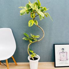 在庫］【希少】フィカス ジン 曲がり 7号 観葉植物 ゴムの木 室内 レア