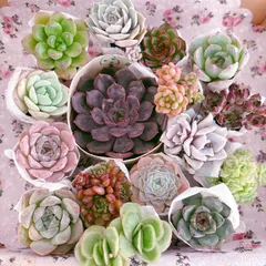 大きめ苗入り 多肉植物セット