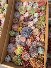 2025年最新】多肉植物 エケベリア セットの人気アイテム - メルカリ