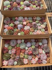 多*ん様 K1208　ルドリップ　70株　多肉植物 抜き苗 エケベリア 韓国苗 70株の抜き苗セット】ルドリップ 多肉植物 佐川急便発送