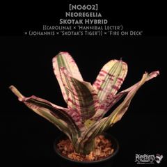 希少❣️Begonia sp. temuyuk ベゴニア テムユク 卵葉 特選株 - メルカリ