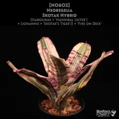 2025年最新】HL-X 602の人気アイテム - メルカリ