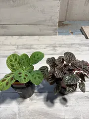 【もりたん様専用】マランタ　ライトベインズ、ペペロミア　バーガンディ