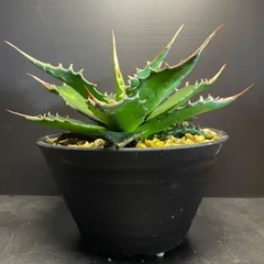 アガベ　モンタナ　イラン産　美株 2025年最新】 アガベ モンタナの人気アイテム - メルカリ