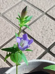 2025年最新】yamasodachiの人気アイテム - メルカリ