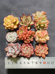 ②オーズプランツさん苗4点セット札付きポットごとメルカリ便バラ売り不可 ②オーズプランツさん苗4点セット札付きポットごとメルカリ便