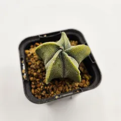 2025年最新】アストロフィツム ストロンギの人気アイテム - メルカリ