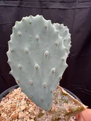 オプンチア　ゴメイ　オールドメキシコOpuntia gomei 団扇サボテン Opuntia gomei 'Old Mexico' オプンチア ゴメイ オールドメキシコ