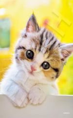 Item thumbnail for item 5c3e59d2-b81c-4f67-992b-5fec9ce5072d