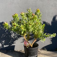 バンクシア バウエリ 6号 オージープランツ - メルカリ