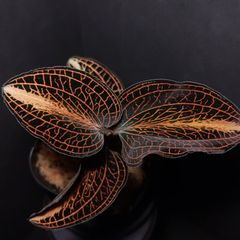 極上 花芽付き ミクロキルス トリダックス （赤スポット） ジュエル