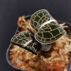 グッディエラsp. 'レッドルビー' ジュエルオーキッド - メルカリ