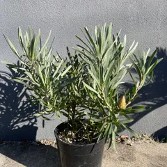 プロテア スサラ ピクシー 二苗セット 3号ポット プロテア スサラ