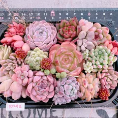 多肉植物 寄せ植えset♡10292