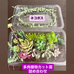 韓国苗 100苗セット カット苗 【メルカリ便発送】多肉植物 詰め合わせ