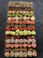 お得な10苗セット！おらいさん・cozさん・韓国苗　札付き・メルカリ便発送！ 2025年最新】多肉植物 韓国苗 訳ありの人気アイテム - メルカリ