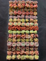 2025年最新】エケベリア セットの人気アイテム - メルカリ