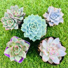 多肉植物　エケベリア　お得セット　韓国苗