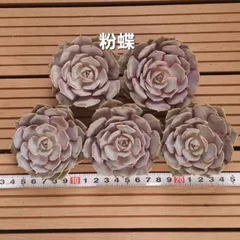 専用！！『粉蝶20苗』