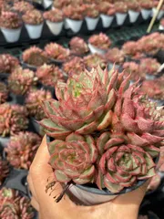 多*ん様 K1167 キャンデー 52株 多肉植物 抜き苗 エケベリア 韓国苗 バブル