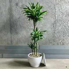 厳選された植物と鉢】美形 オリーブの木 souju マンザニロ 人気 8号