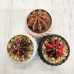 2025年最新】ギムノの人気アイテム - メルカリ